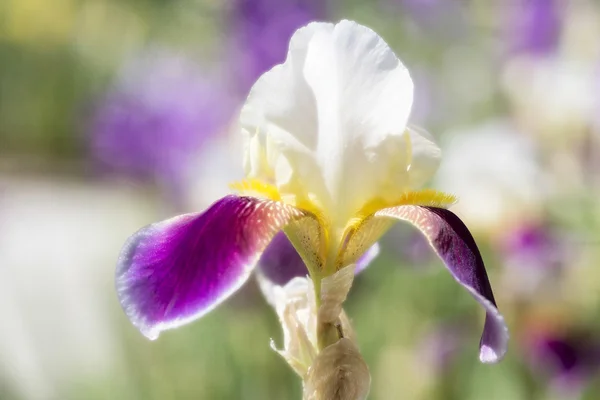 Irisblume Nahaufnahme — Stockfoto