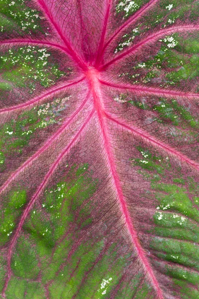 Hoja roja y verde como fondo —  Fotos de Stock