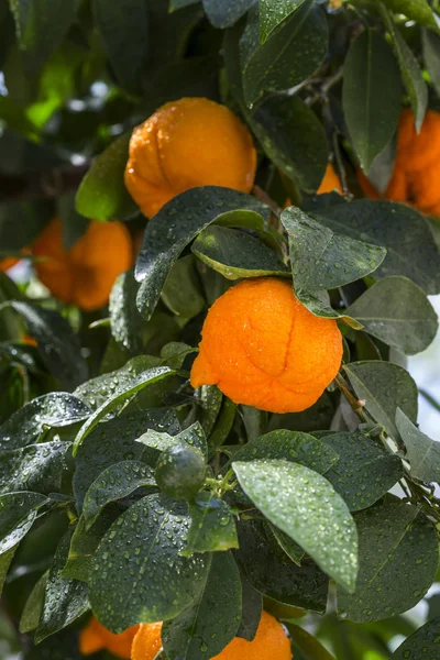 Aurantium citrusfrukter som hängde på ett träd — Stockfoto