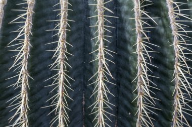 dikenli kaktüs sivri, portre, arka plan olarak