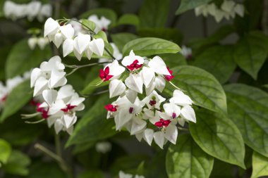 clerodendrum thomsoniae çiçek, portre