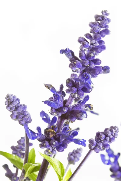Purple salvia nemorosa plant on white background — Stock Photo, Image