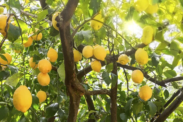 Mogna citroner på ett träd med solstrålarna — Stockfoto