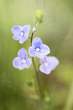 Germander Speedwell (Veronica chamaedrys), shallow DOF clipart