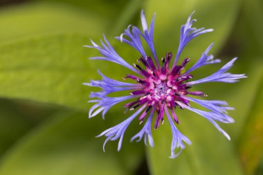 Centaurea montana çiçek portre
