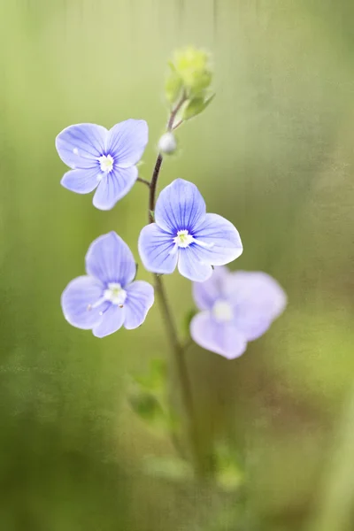 斯皮德韦尔 germander (veronica chamaedrys)、 浅景深 — 图库照片