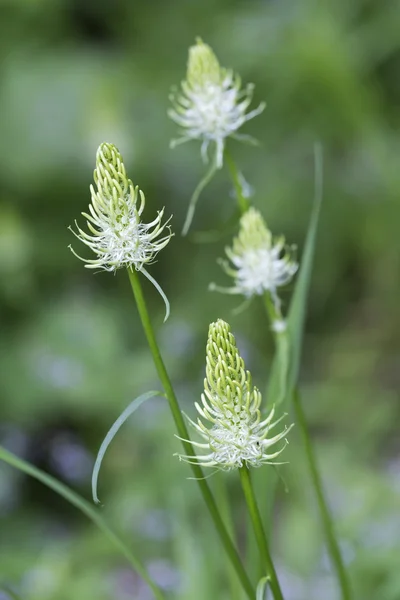 Phyteuma 大型鲜花、 特写 — 图库照片