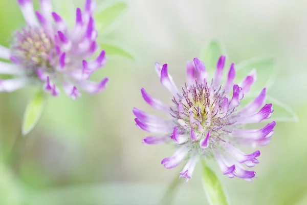 Trébol rojo en flor (Trifolium), primer plano con DOF poco profundo — Foto de Stock