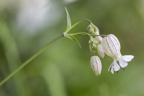 Měchýře campion (silene vulgaris) closeup, mělké dof — Stock fotografie