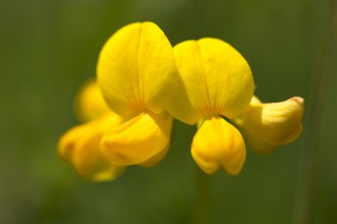ortak kuşlar trefoil çiçek veya lotus corniculatus ayak