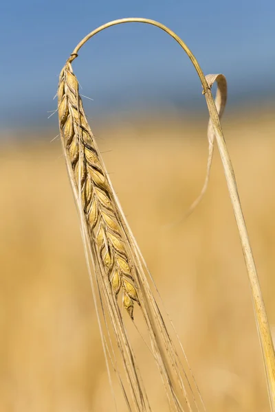Barley (Hordeum vulgare) outside in a field — Stock Photo, Image