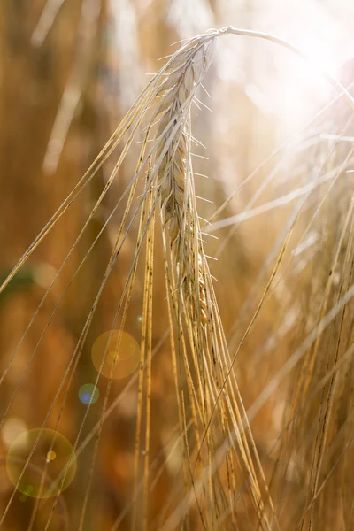 Korn (Hordeum vulgare) fält i varmt ljus — Stockfoto