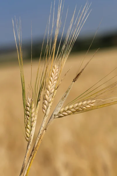 Gerstenfeld (hordeum vulgare) in warmem Licht — Stockfoto