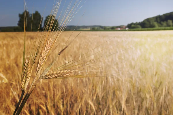 Jęczmień pole (Hordeum vulgare) w ciepłym świetle — Zdjęcie stockowe