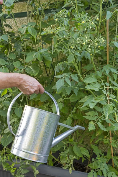 Podlewanie kwitnących roślin pomidora — Zdjęcie stockowe