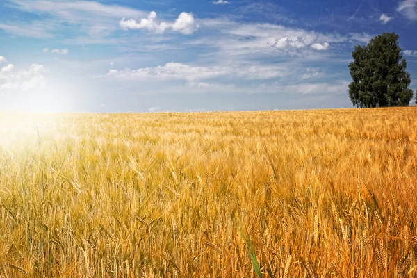 Campo de cevada (Hordeum vulgare) em luz quente — Fotografia de Stock