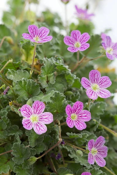 erodium çiçek portre