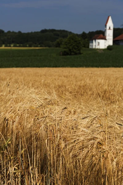 Jęczmień pole (Hordeum vulgare) z małym kościołem w tle — Zdjęcie stockowe