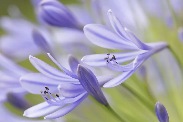 Sığ Dof ile Afrika mavi lily (agapanthos africanus) — Stok fotoğraf