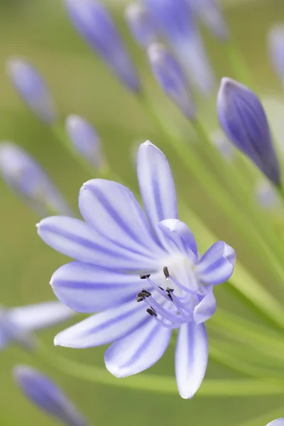 Afrikai kék liliom (agapanthos africanus), sekély Dof — Stock Fotó