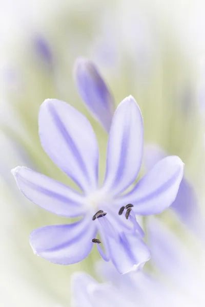 African blue lily (agapanthos africanus) with shallow DOF — Stock Photo, Image