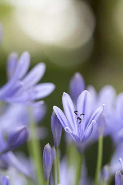 Afrikaanse blauwe lily (agapanthos africanus) met ondiepe Dof — Stockfoto