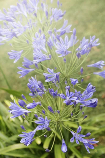 African blue lily (agapanthos africanus) in the garden — Stock Photo, Image