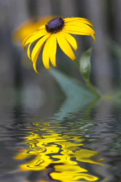 Flor amarela Rudbeckia com efeito de água — Fotografia de Stock