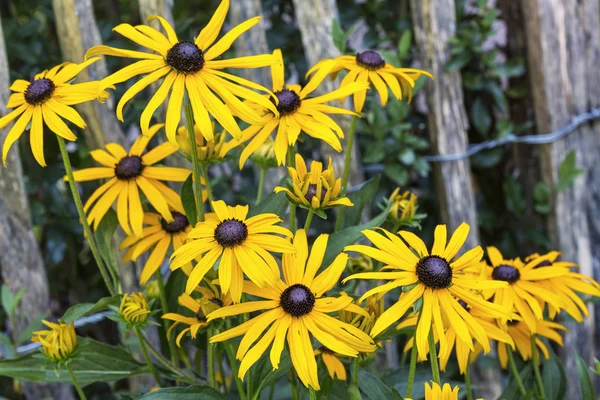 Group of yellow Rudbeckia flowers in front of a fence — Stock Photo, Image