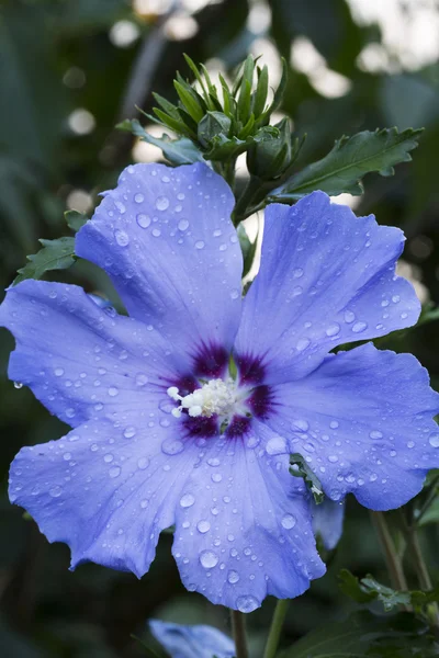 水でブルー ハイビスカスの花がクローズ アップ、低下します。 — ストック写真