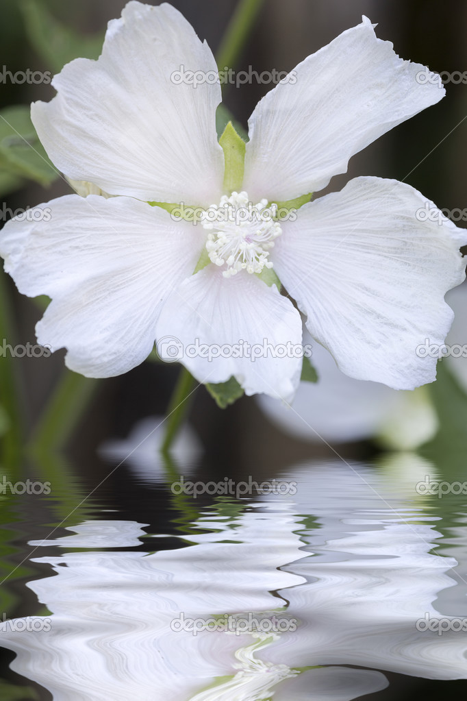 White Malva flower with water effect