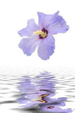Mavi hibiscus çiçek yansımaları ile
