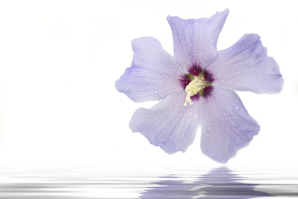 Mavi hibiscus çiçek ile su damlaları ve yansımalar — Stok fotoğraf