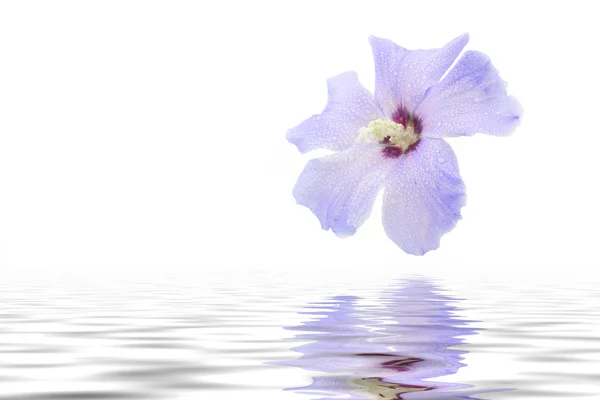 블루 히 비 스커 스 꽃 물 방울 및 반사 — 스톡 사진