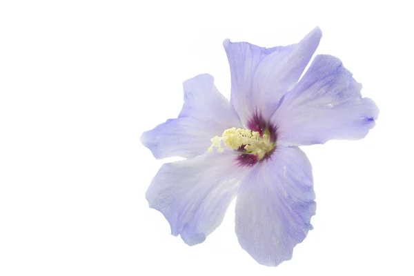 Blue Hibiscus flower on white background — Stock Photo, Image