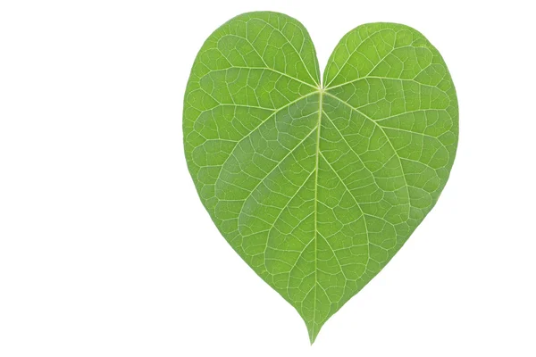 Single heart shaped green leaf on white background — Stock Photo, Image