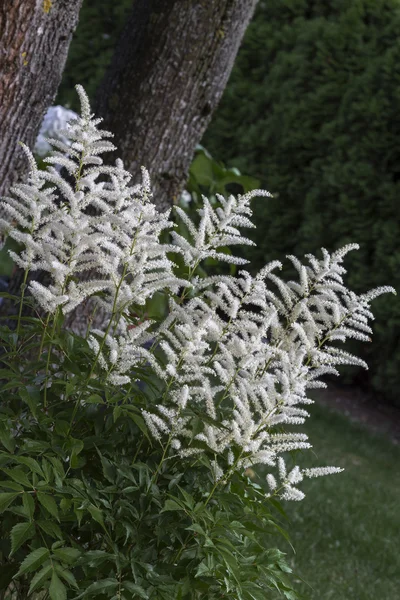 Blooming Astilbe plant in the garden — Stock Photo, Image