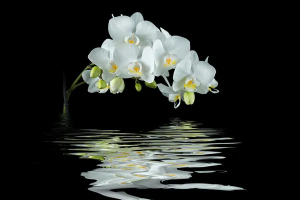 su etkisi siyah zemin üzerine beyaz orkide