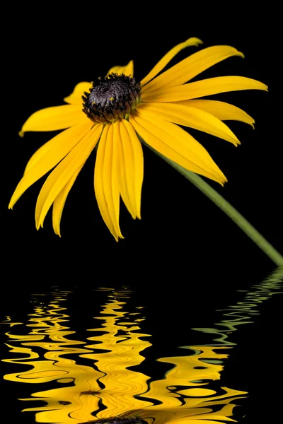 Flor de Rudbeckia amarela com efeito de água no fundo preto — Fotografia de Stock