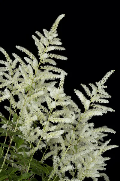 Astilbe pianta su sfondo nero — Foto Stock