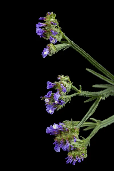 Azul Limonium sinuatum flor en negro —  Fotos de Stock