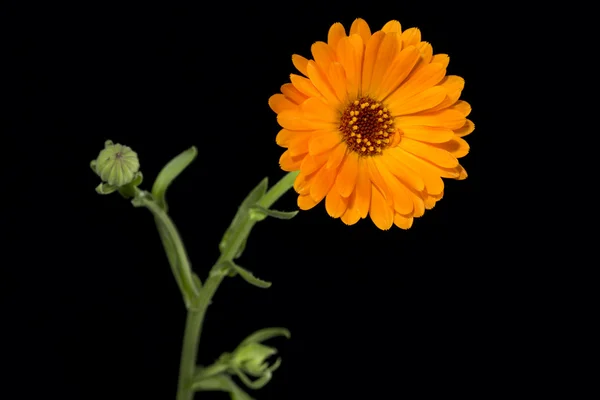 Marigold or Calendula officinalis on black — Stock Photo, Image