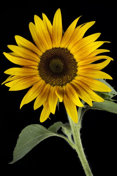 Blooming sunflower on black background — Stock Photo, Image