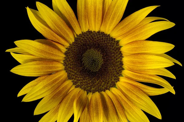 Bloeiende zonnebloem op zwarte achtergrond — Stockfoto