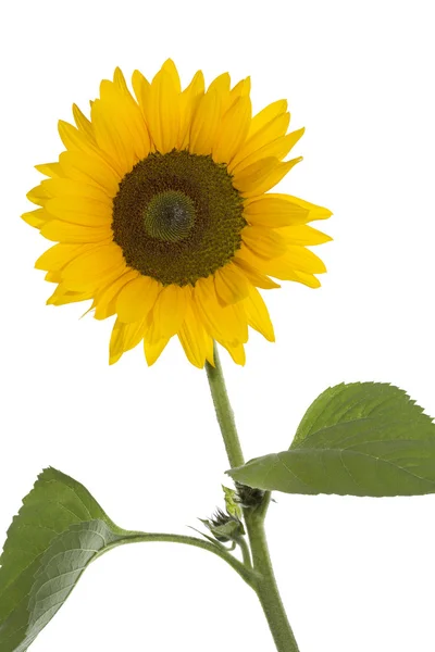 Blooming sunflower on white background — Stock Photo, Image