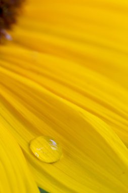 Waterdrop ayçiçeği üzerinde