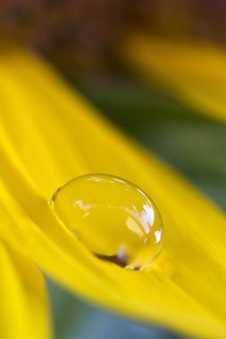 Waterdrop ayçiçeği üzerinde