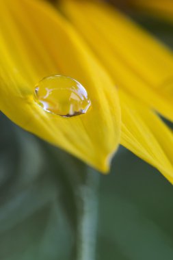Waterdrop ayçiçeği üzerinde