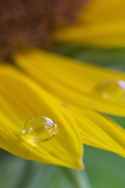 Waterdrop ayçiçeği üzerinde