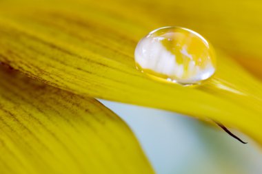 Waterdrop ayçiçeği üzerinde